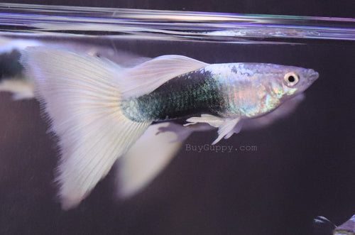HB White Guppy