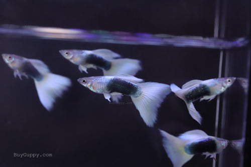 HB White Guppy