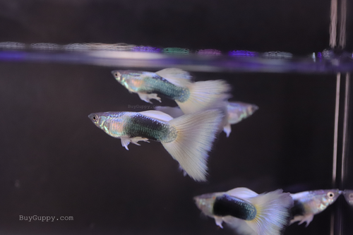 HB White Guppy