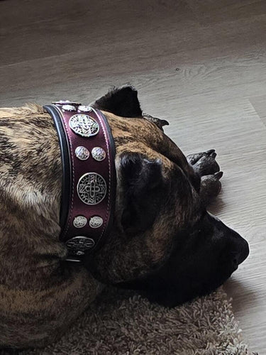 The Hektor Burgundy Collar LIMITED