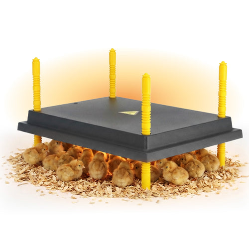 Warmzy Heating Plate (16 x 22) 50-55 chicks