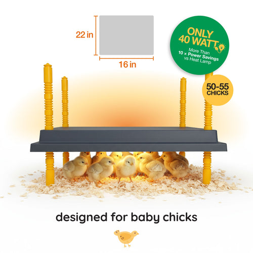 Warmzy Heating Plate (16 x 22) 50-55 chicks