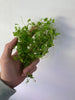 Hydrocotyle Tripartita Japan