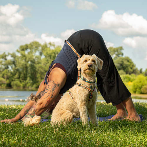 Adjustable Hands-Free Tether Leash 3/4''