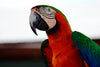 Harlequin Macaw