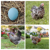 Blue Egg, Blue Laced & Speckled Trio – Buy 6 + 6 Bonus Free (12 Female Chicks, Shipping Included)