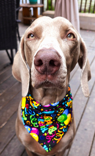 Dog Bandana for Medium-Large-Extra Large Dogs - Birthday