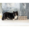 Huntley Pet Elevated Dog and Cat Double Bowl Feeder