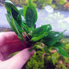 Hygro corymbosa Compacta