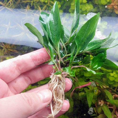 Hygro corymbosa Compacta