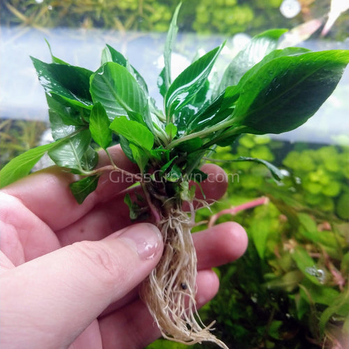 Hygro corymbosa Compacta