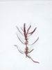 Hygrophila Araguaia 'Chai'