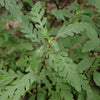 Bunch Hygrophila Pinnatifida