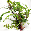 Bunch Hygrophila Pinnatifida