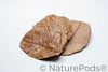 Catappa Indian Almond Leaves - 25 mixed-sized leaves