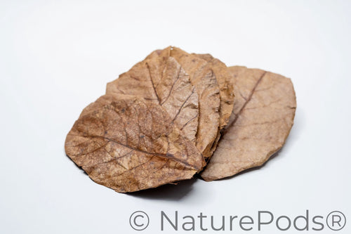 Catappa Indian Almond Leaves - 25 mixed-sized leaves
