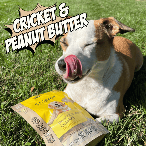 Superfood Cricket & Pumpkin Dog Treats, 4-Pack
