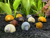 4 Mystery Snails (Pomacea bridgesii)