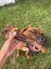 Lamb Shank (GFF & Pasture Raised)