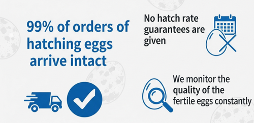 Black Quail Hatching Eggs - Pure Breed, Ideal for Aviary Hobbyists & Breeders