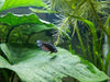 Female Betta Sorority 3 Pack
