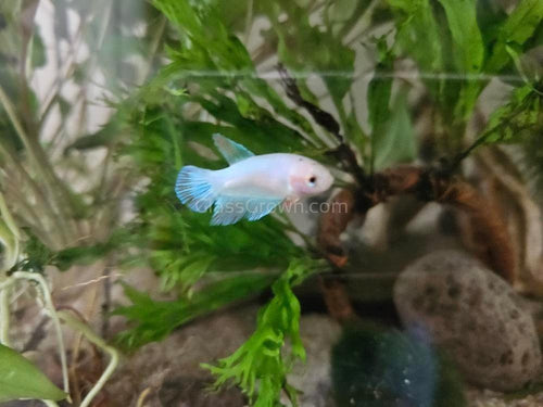 Female Betta Sorority 3 Pack