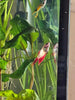 Female Betta Sorority 3 Pack
