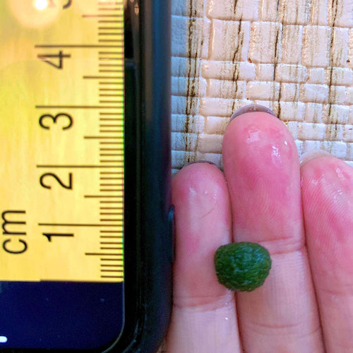 1PCS Marimo Moss Balls For Aquarium Multiple Size - Sample Minimum Kokedama Japanese Algae Ball Wholesale