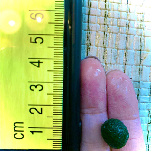 1PCS Marimo Moss Balls For Aquarium Multiple Size - Sample Minimum Kokedama Japanese Algae Ball Wholesale