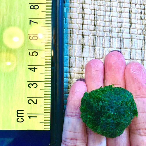 1PCS Marimo Moss Balls For Aquarium Multiple Size - Sample Minimum Kokedama Japanese Algae Ball Wholesale