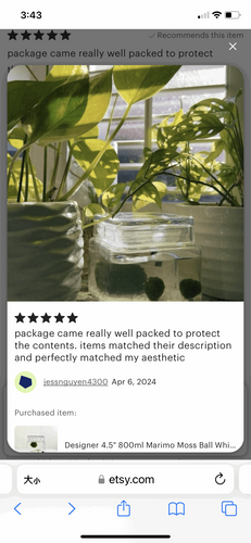Marimo Moss Ball Aquarium Glass Terrarium Designer 4.5 Home Decor and Office Decor