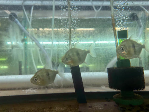 Black Bar Silver Dollar (Myleus schomburgkii) 3