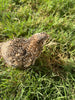 Fertile OZ Collection Quail Eggs for Hatching – Coturnix Quail Eggs – Ideal for Incubation, Breeding, and Backyard Farming