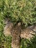 Fertile OZ Collection Quail Eggs for Hatching – Coturnix Quail Eggs – Ideal for Incubation, Breeding, and Backyard Farming