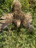 Fertile OZ Collection Quail Eggs for Hatching – Coturnix Quail Eggs – Ideal for Incubation, Breeding, and Backyard Farming