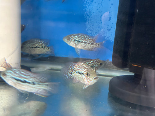 Red Texas Cichlid 3”