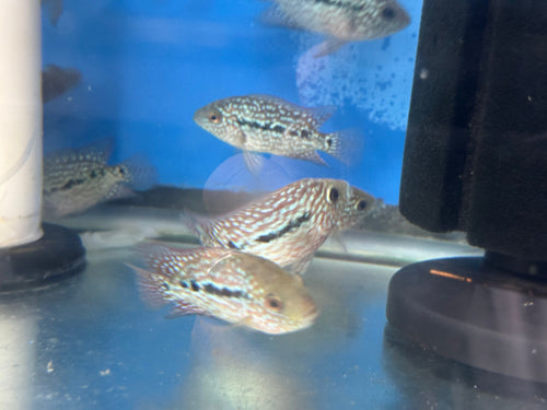 Red Texas Cichlid 3”