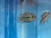 Red Texas Cichlid 3”
