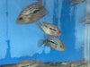 Red Texas Cichlid 3”