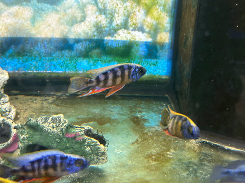 Taiwan Reef Cichlid (Protomelas sp. Steveni Taiwan)