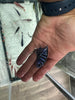 Demasoni cichlids