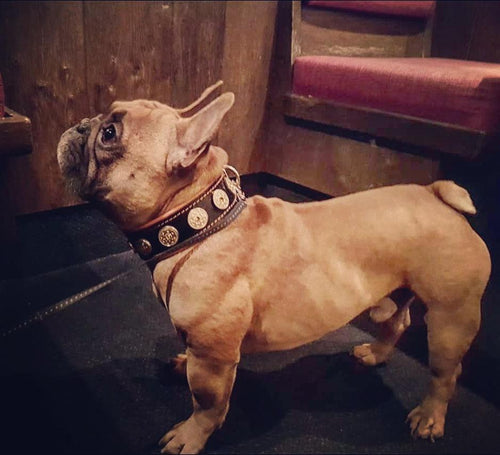 The Bijou collar orange