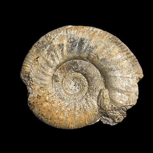 Procerites sp. ammonite
