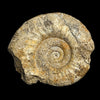 Procerites sp. ammonite
