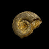 Perisphinctes sp ammonite (small)