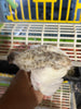 Fertile Quail Eggs – Choose Your Variety