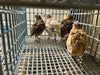 Fertile Quail Eggs – Choose Your Variety