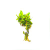 Ammannia Senegalensis