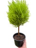 Cypress Lemon Topiary | Fragrant Chartreuse Topiary Plant | House Plant Shop