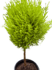 Cypress Lemon Topiary | Fragrant Chartreuse Topiary Plant | House Plant Shop